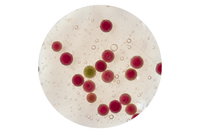 Astaksantinas iš Haematococcus Pluvialis 